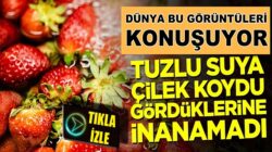 Tuzlu suya çilek koyma deneyi! İçinden böcek çıktı